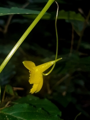 Tropaeolum pendulum