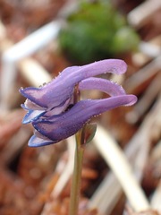 Corydalis pauciflora