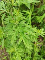 Artemisia argyi