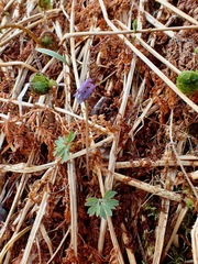 Corydalis pauciflora