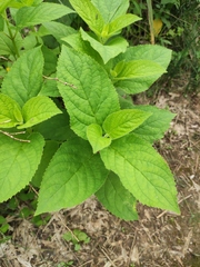 Scrophularia ningpoensis