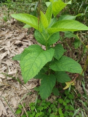 Scrophularia ningpoensis