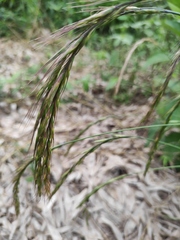 Elymus tsukushiensis