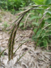 Elymus tsukushiensis