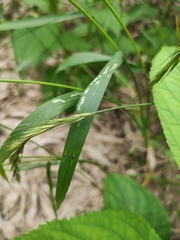 Elymus tsukushiensis
