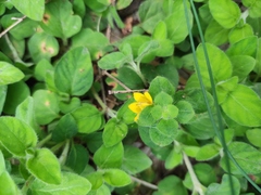 Lysimachia congestiflora
