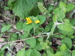 Lysimachia congestiflora
