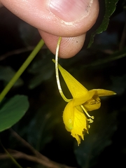 Tropaeolum pendulum