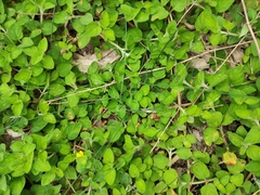 Lysimachia congestiflora