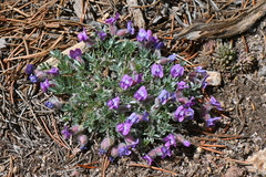 Oxytropis multiceps