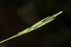 Digitaria henryi