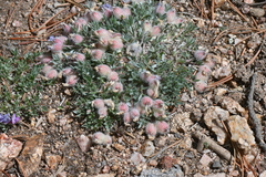 Oxytropis multiceps