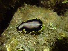 Pseudoceros paralaticlavus