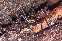 Monticomorpha flavolimbata