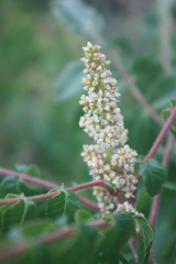 Rhus coriaria image