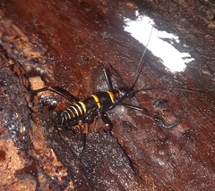 Monticomorpha flavolimbata