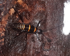 Monticomorpha flavolimbata