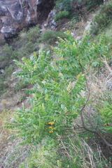 Rhus coriaria image