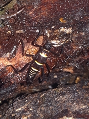 Monticomorpha flavolimbata