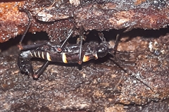 Monticomorpha flavolimbata