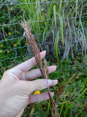 Schizachyrium condensatum