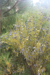 Cytisus scoparius image