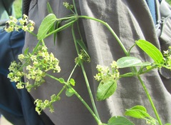 Rubia cordifolia