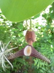 Aristolochia ridicula
