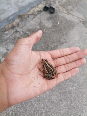 Leptodactylus fuscus