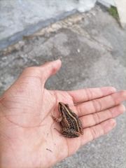 Leptodactylus fuscus