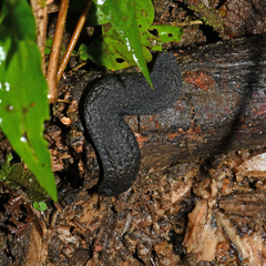 Belocaulus angustipes