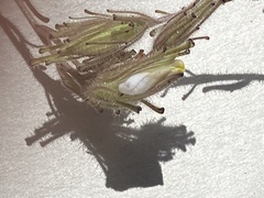 Cordylanthus nidularius