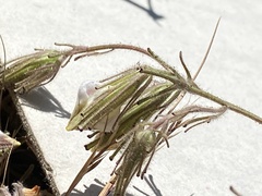 Cordylanthus nidularius