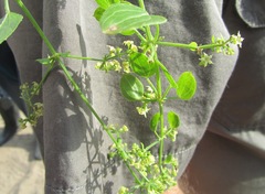 Rubia cordifolia