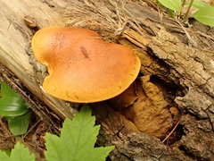 Gymnopilus liquiritiae