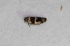 Catonia texana