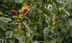Combretum rotundifolium