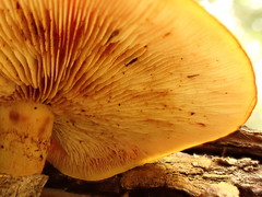 Gymnopilus liquiritiae