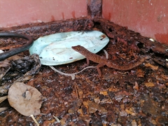 Anolis wattsii