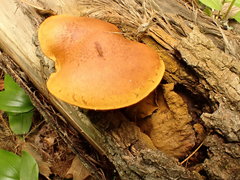 Gymnopilus liquiritiae