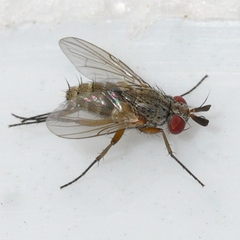 Phytomyptera