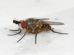 Phytomyptera