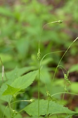 Carex formosa