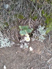 Micranthes rhomboidea