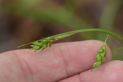 Carex formosa