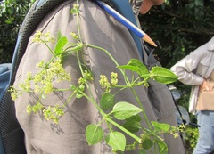 Rubia cordifolia