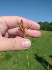Carex caroliniana