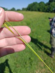Carex caroliniana