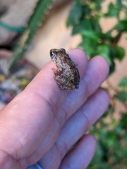 Eleutherodactylus planirostris