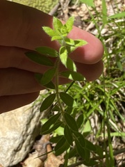 Crocanthemum dumosum
